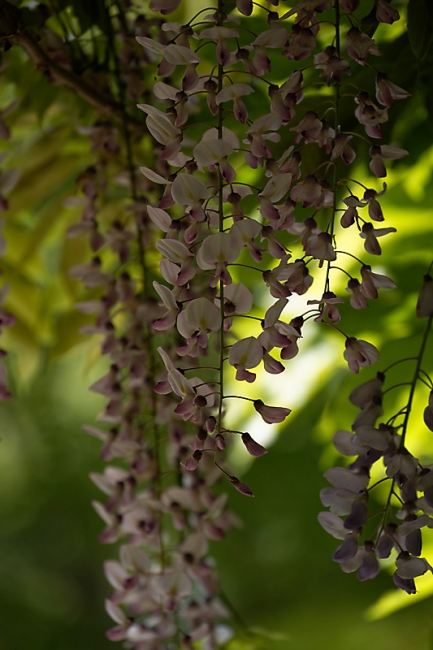 Jardin des Impressionnistes-MAI14-103